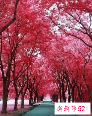 梦见特别漂亮的树