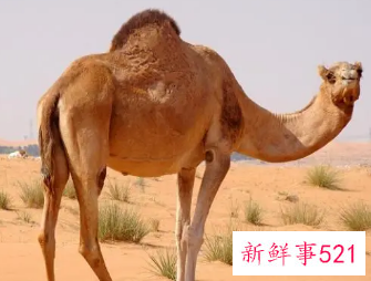 骆驼品种有几种