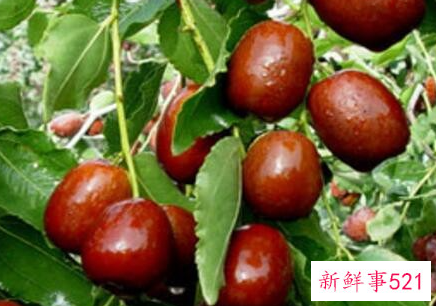 梦见枣子有什么征兆