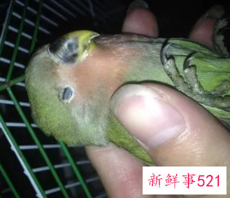 为什么鹦鹉去世眼睛睁着