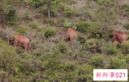 北迁象群南移11公里回峨山，独象距象群24.3公里