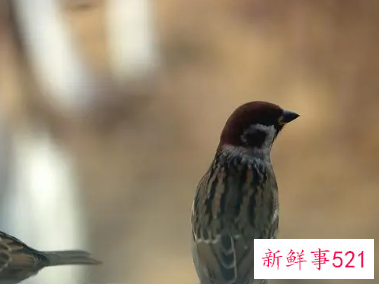 麻雀总是飞到家里窗户预示什么