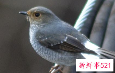 为什么鹦鹉去世眼睛睁着