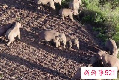 北迁象群南移11公里回峨山，独象距象群24.3公里