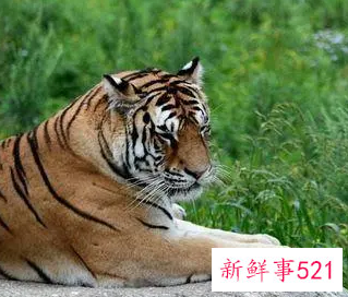 生肖女虎男龙会配吗