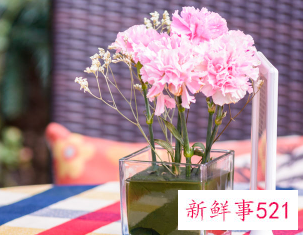 餐桌放什么植物好