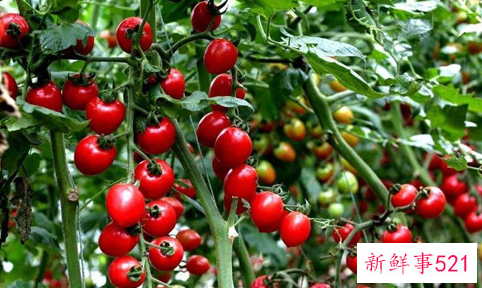 世界上最小的番茄是什么