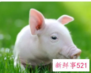 生肖属猪的人的性格和脾气