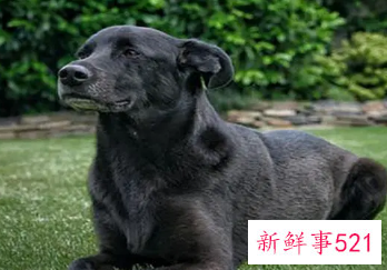 女人梦见黑狗向自己扑来