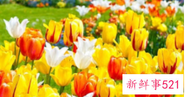 郁金香可以送男朋友吗