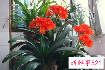 家里可以养君子兰吗