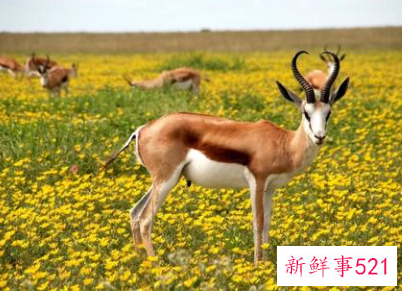 梦见羚羊攻击自己是什么意思