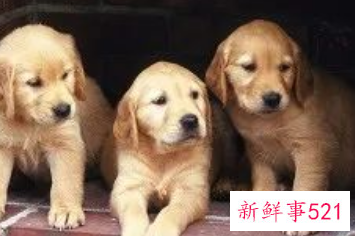 如何喂狗吃驱虫药