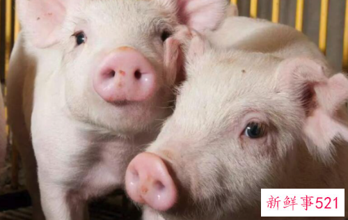 梦见白猪是什么寓意