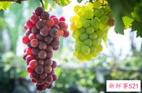 葡萄的功效有哪些