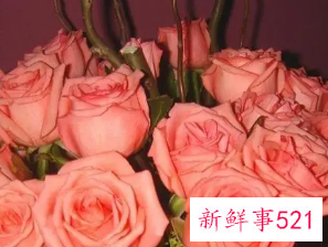 双鱼座适合什么花