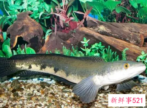 梦见黑鱼咬我的手