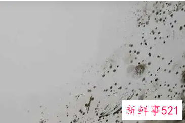 潮湿霉菌对人的危害