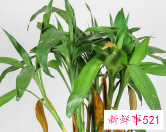 富贵竹放置风水