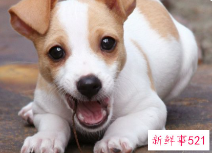 一个月的土狗养的禁忌