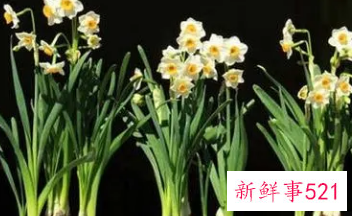 属猪女种什么植物旺财