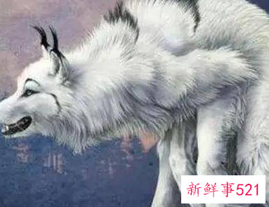 狈是什么样子的动物