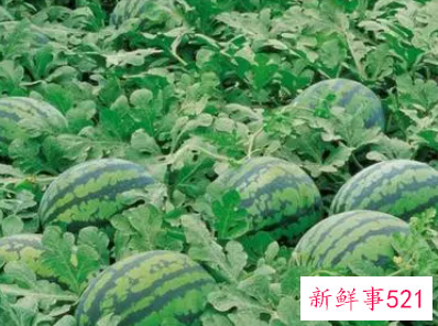 与西瓜相克的食物