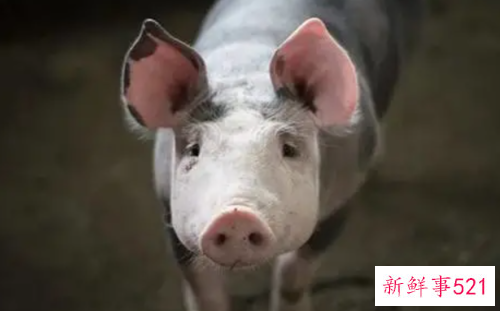 属猪的穿什么颜色比较好