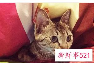 梦见猫吃蝙蝠是什么意思
