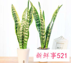 金边虎皮兰怎么养