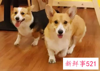 常见宠物犬有哪些
