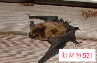 梦见猫吃蝙蝠是什么意思