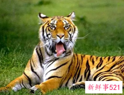 梦见老虎入宅不咬人