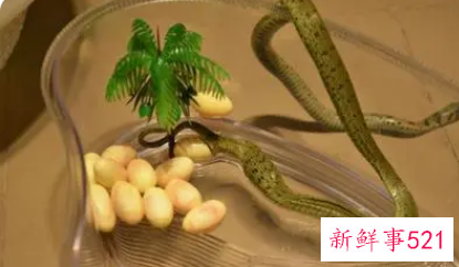 孕妇梦见蛇生蛋是什么意思