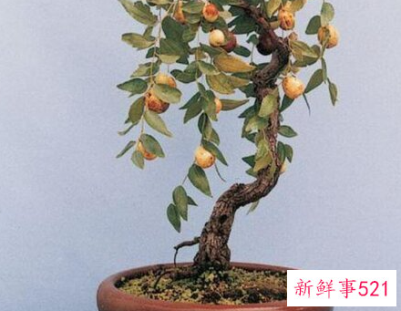 自家楼顶种什么树好