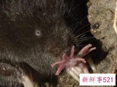 世界上进食最快的动物