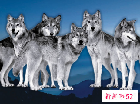 什么是团队精神呢