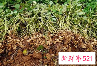 梦见花生秧是什么征兆