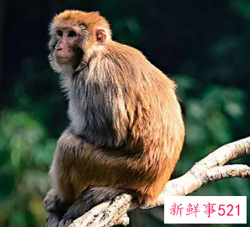 属猴的穿什么颜色