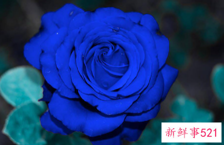 十二星座象征着什么花和花语