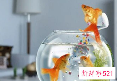 家里养鱼有什么风水讲究