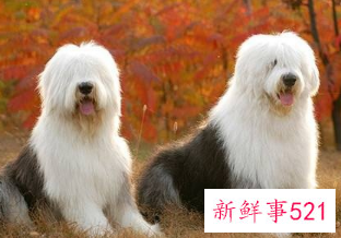 狗狗品种大全及介绍