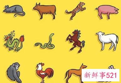 脑子聪明到爆的生肖女