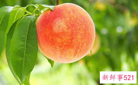 梦见从树上摘桃吃是什么意思