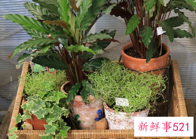 阳台上种什么花风水好