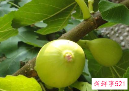 自家楼顶种什么树好