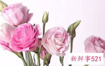 自己过生日送母亲什么花