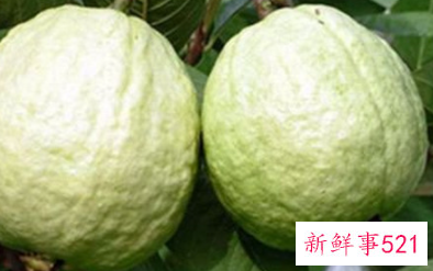 番石榴放冰箱保鲜可以吗