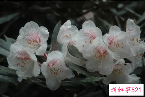 水晶兰的风水学应用