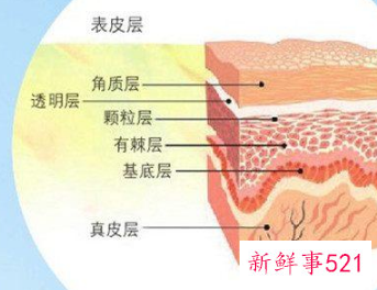皮肤受损角质层薄怎么修复